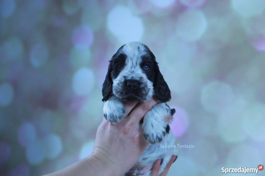 Cocker Spaniel Angielski Szczenięta z rodowodem małopolskie Nowy Sącz