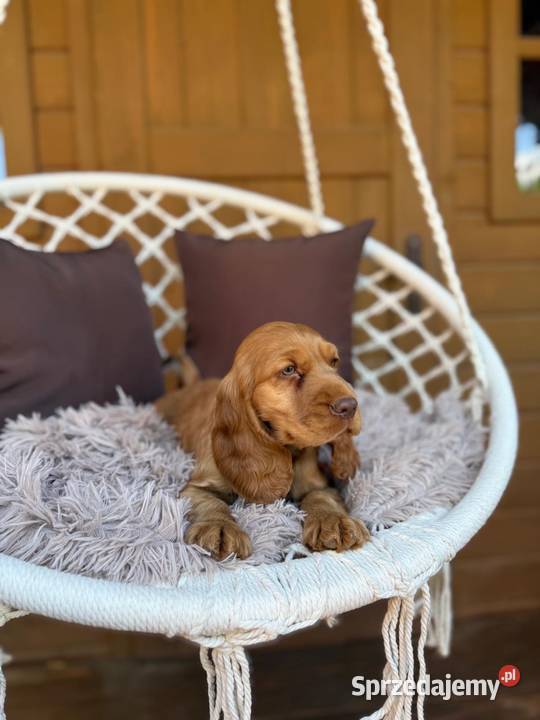 Wyjątkowy Piesek Cocker Spaniel Angielski złoty Warszawa
