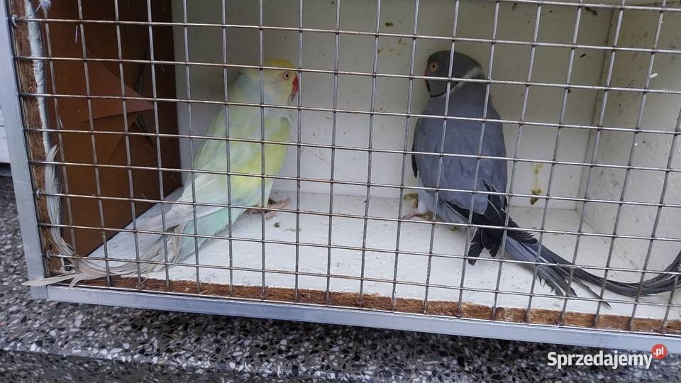 Sprzedam papugi Chrzelice sprzedam