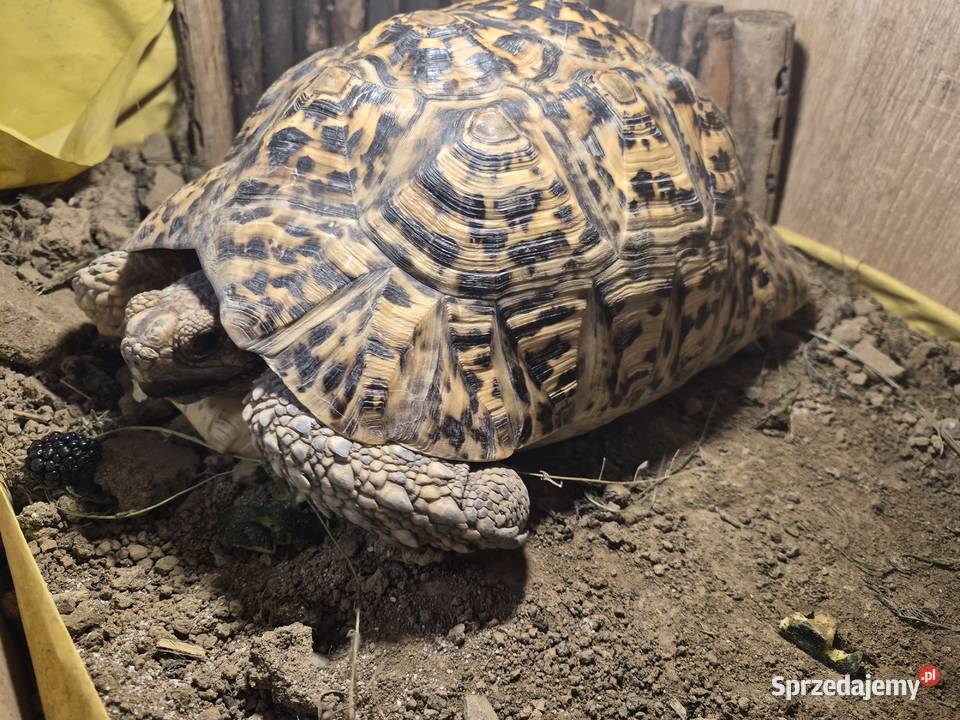 Żółw lamparci Wojakowa
