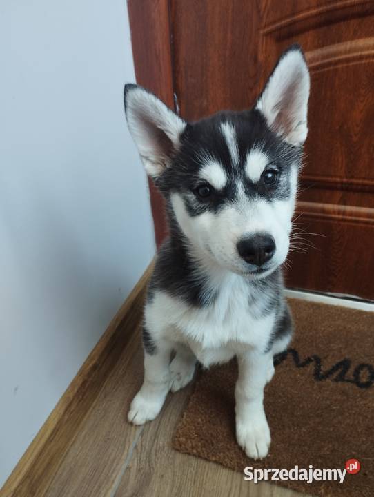 Słodkie Husky szczenięta szukające szczęśliwego