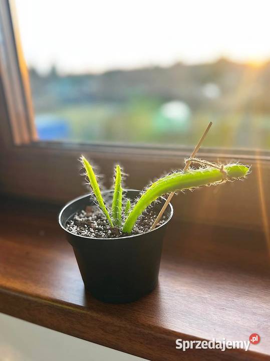 Smoczy owoc Pitaja Dragon Fruit Egzotyczny Białogard