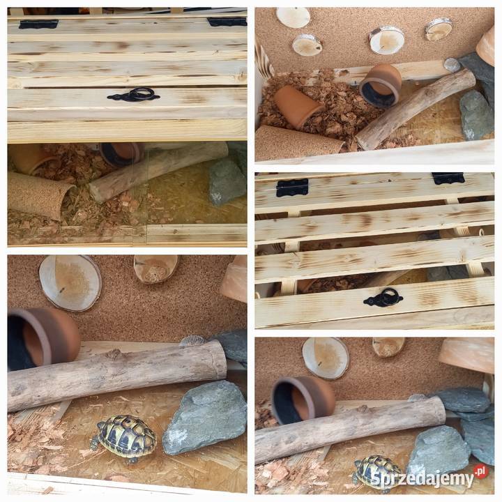 Żółw grecki i piękne terrarium opolskie Opole sprzedam
