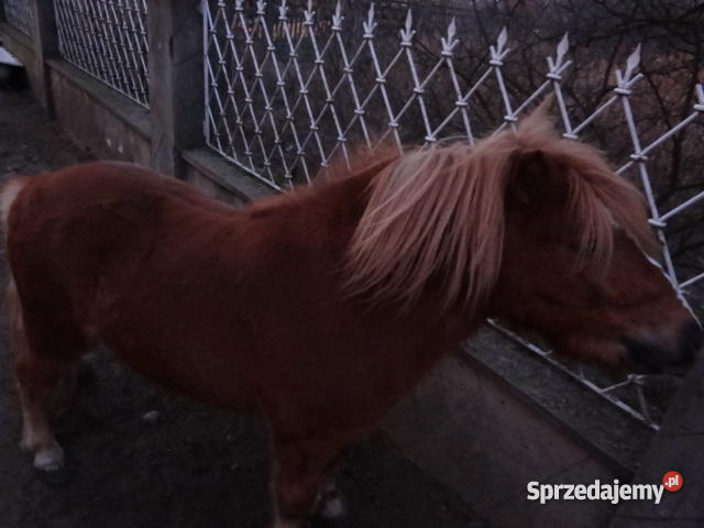 kucyk ogierek wielkopolskie