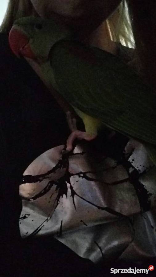 Aleksandretta większą recznie karmiona super Zgierz