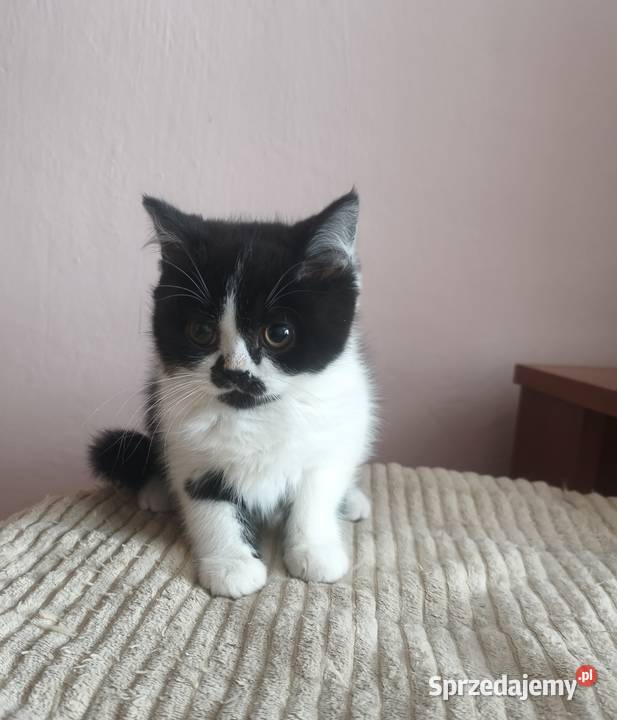 Brytyjski krótkowłosy Tarnów