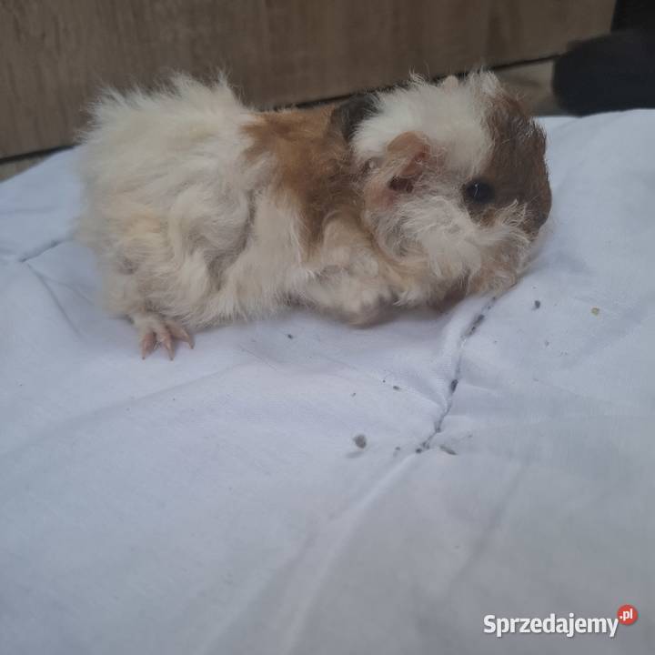 Młode świnki morskie długowłosa alpaka Samiec Kwidzyn sprzedam