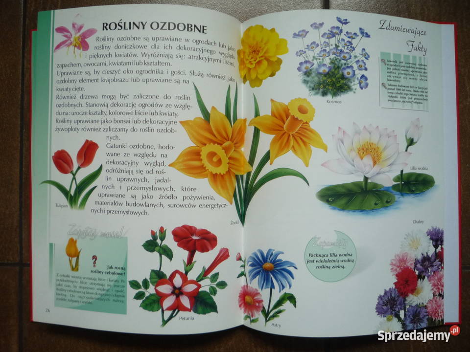 Ilustrowana encyklopedia Rośliny zachodniopomorskie Szczecin sprzedam
