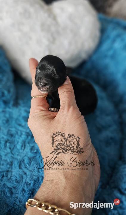 Yorkshire terrier piesek i sunia PASZPORT