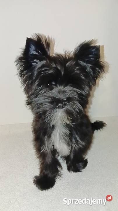 Boy Yorkshire Terrier XXS Black Zwierzęta Grzybno sprzedam