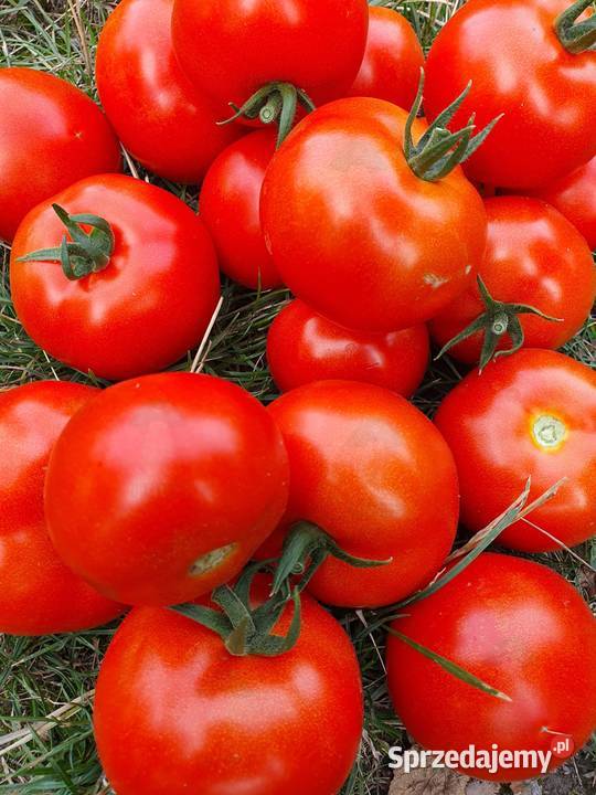 POMIDOR DELFINE rozsada sadzonka Jelenia Góra