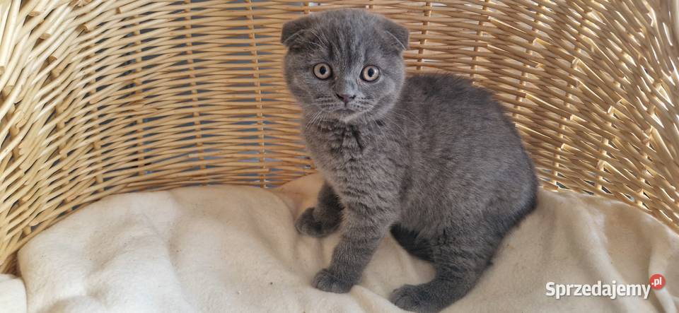 Kocurek Szkocki niebieski zwisłouchy Katowice