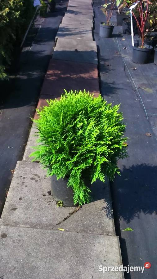 Tuja Danica Thuja occidentalis Danica Garlica Duchowna