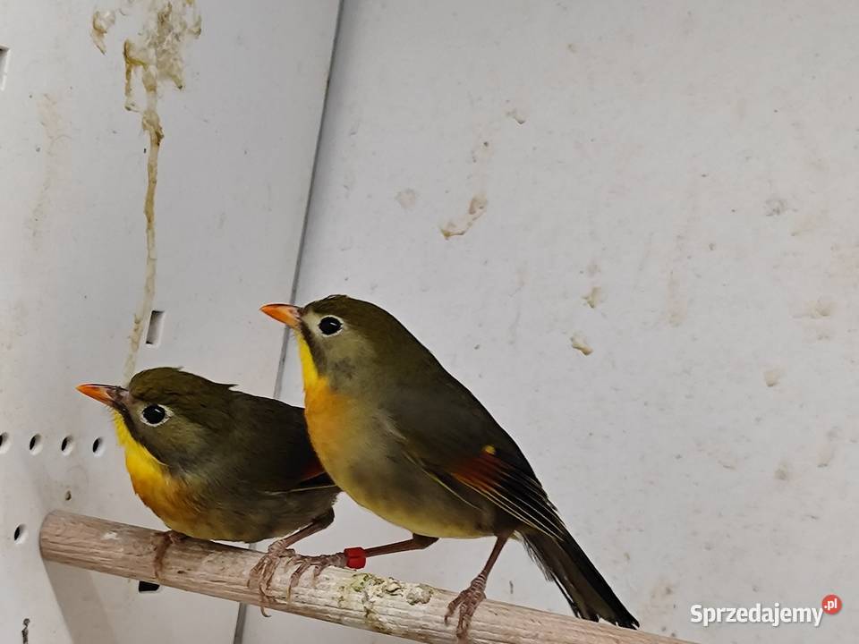 Słowik chiński para Myślenice