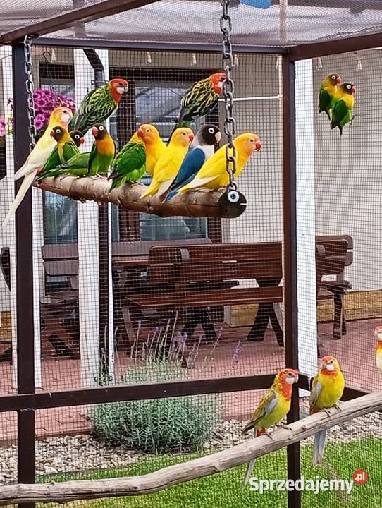 Papugi nierozłączki i rozelle Cierpisz