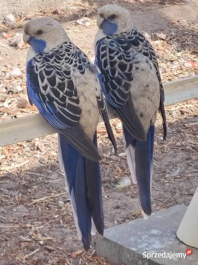 Sprzedam papugi Grodzisk Wielkopolski