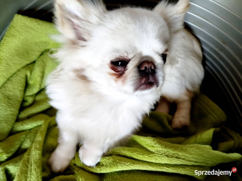 Piesek chihuahua długowłosy Konin