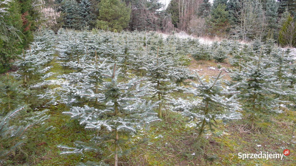 Choinki świerk jodłaGłębocko 20 gm Murowana Rośliny Głębocko