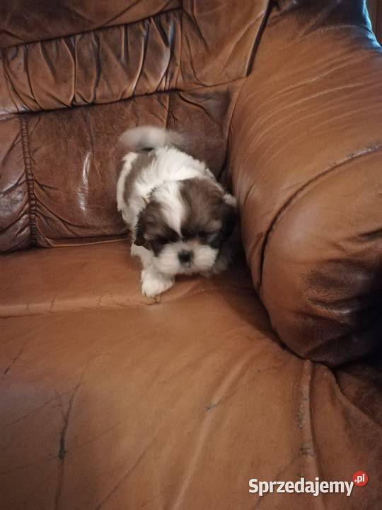 shihtzu samce warmińsko-mazurskie Ełk sprzedam