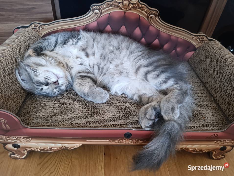 Maine coon kotka Krasnystaw sprzedam