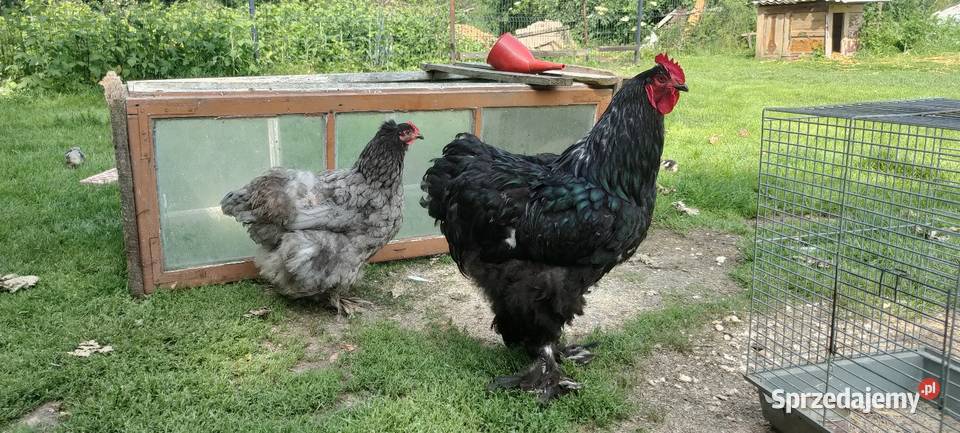 Kochin olbrzymi kogut sprzedam