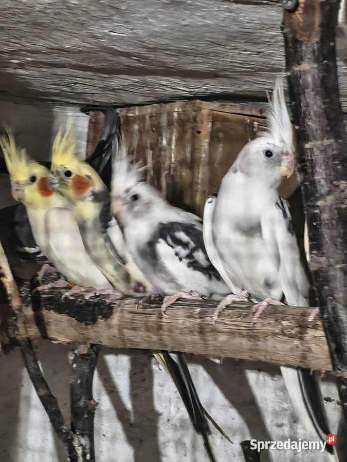 Faliste nimfy lilianki łakówki świergotki Złotów