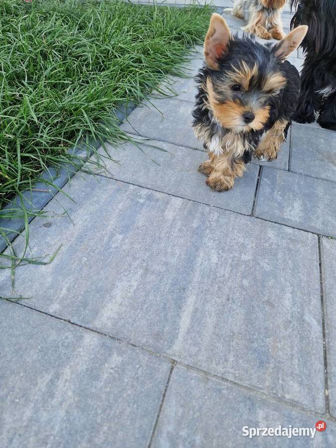 Yorkshire Terrier Suczki York małopolskie Niepołomice