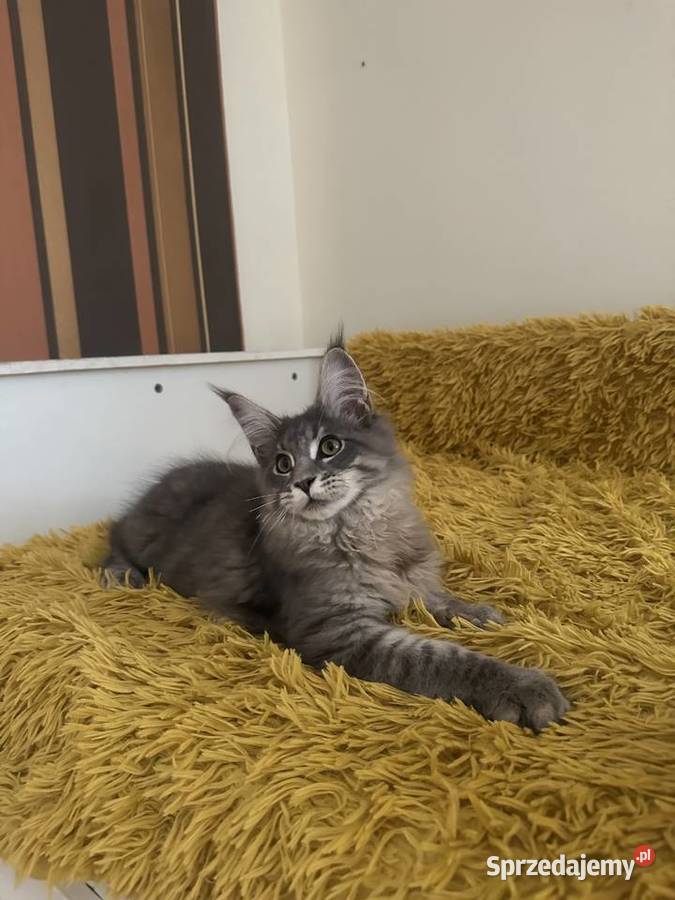Maine Coon kocurek gotowy do odbioru Olsztyn