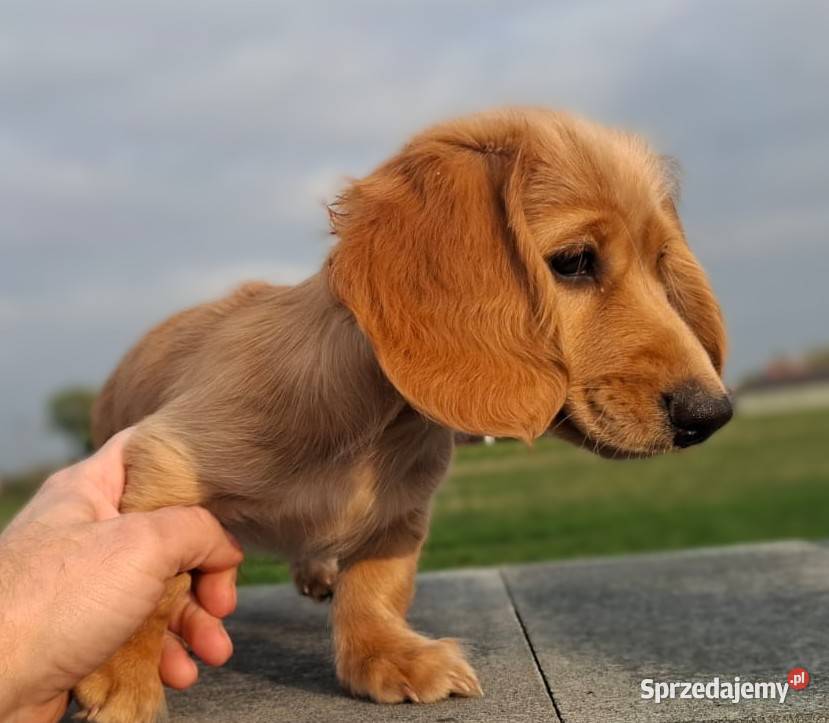 Jamnik długowłosy Dackel dachshund GOLD łódzkie Żychlin