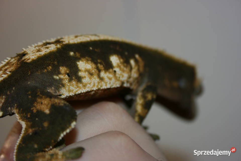 Gekon orzęsiony samica Gady i płazy Sosnowiec