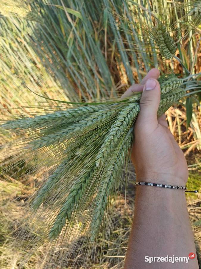 Owies pszenżyto Wydrza