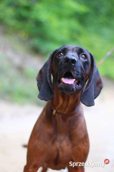 Posokowiec bawarski pomorskie Klonowo Dolne