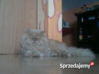 KOT PERSKI kremowy Brusy