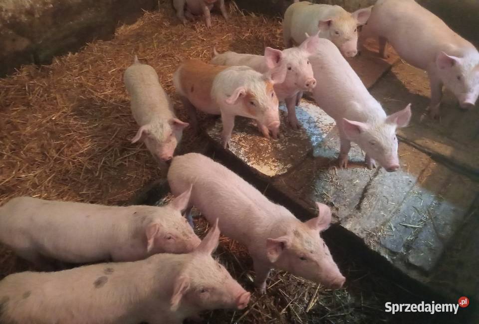 Prosięta prosiaki warchlaki 10 sztuk Strzałkowo