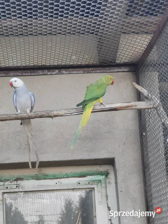 Aleksandretta obrożna samica Zwierzęta