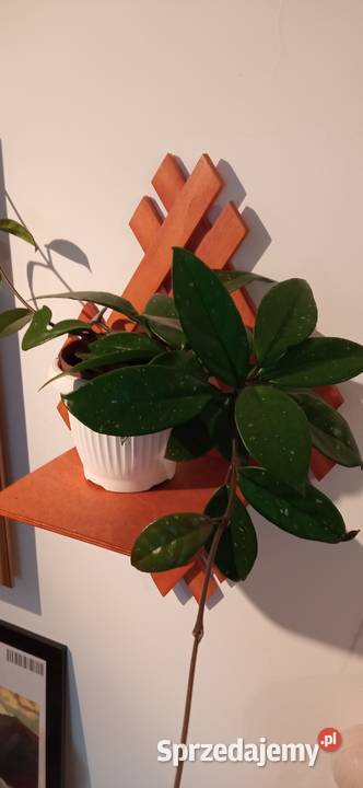 Hoya carnosa roślina pnąca domowy Kwiat Nowy Sącz