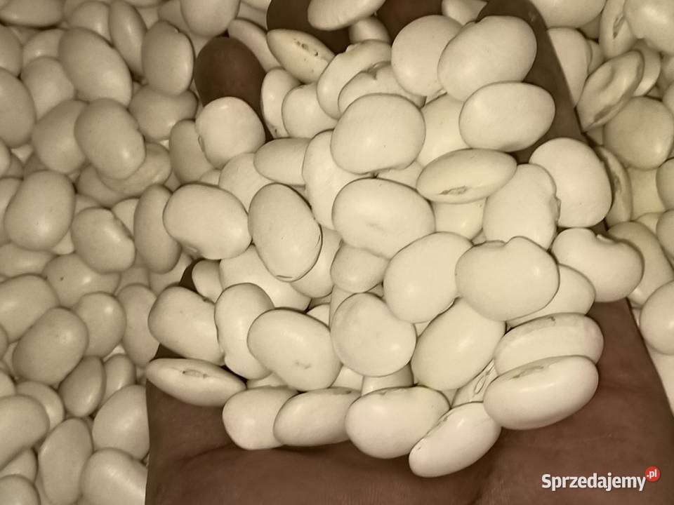 Fasola Jaś Nasienna Hrubieszów sprzedam