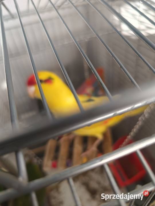 Modrolotka Ptaki Dąbrowa Górnicza sprzedam