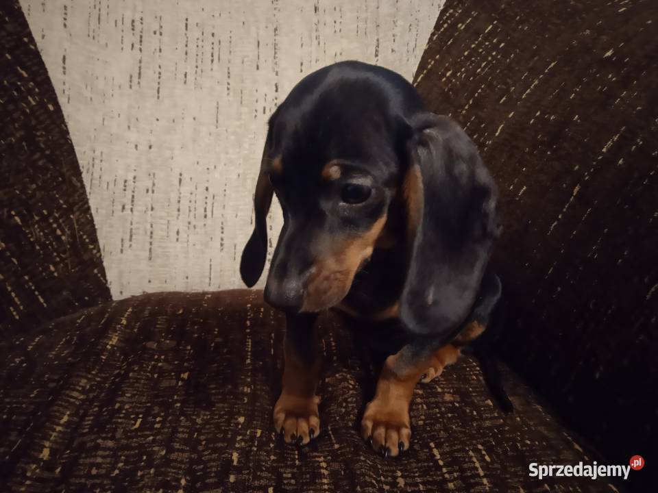 Jamniki Krótkowłose Czarne Podpalane Ruszków