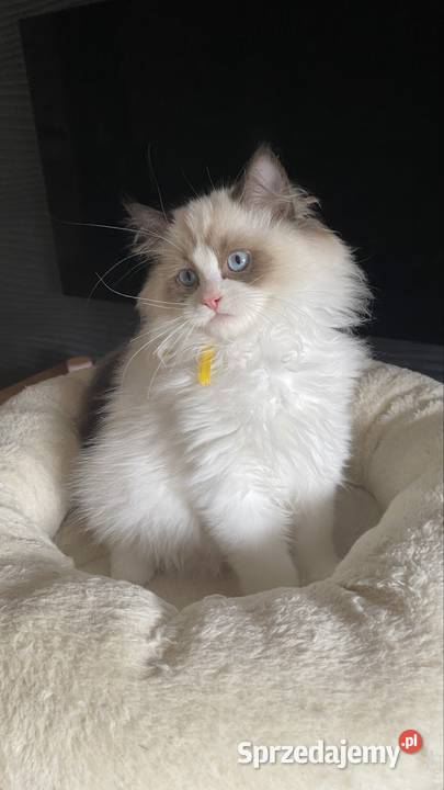 Kocurek Ragdoll rodowód FIFE zachodniopomorskie