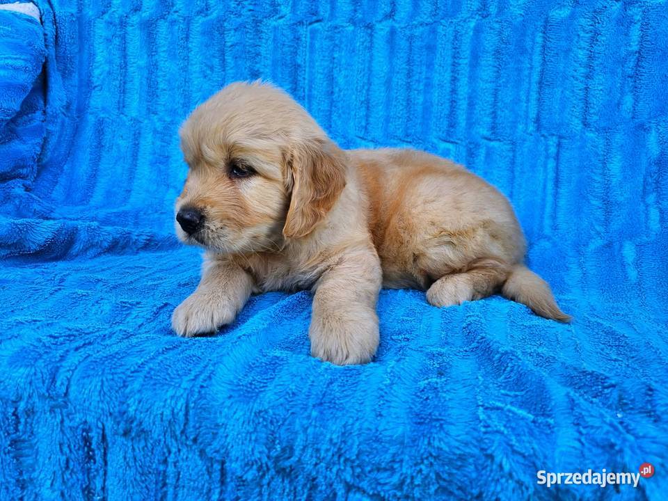 Golden Retriever złoty szczeniak