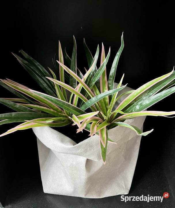 Sztuczna palma kwiat dracena marginata mazowieckie Warszawa sprzedam