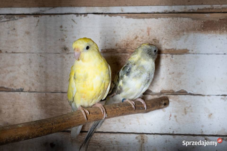 Świergoty para Chmielnik