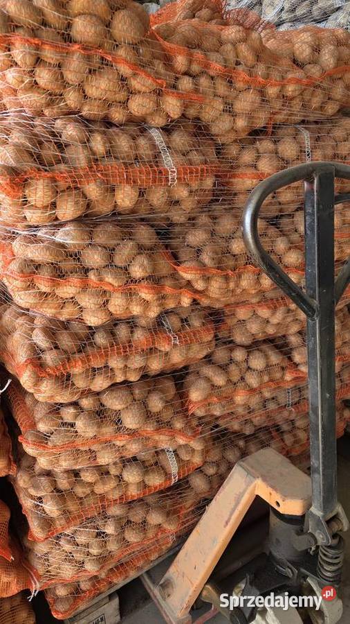 Ziemniaki Sadzeniaki Soraya Queen Anna Rośliny okopowe Dębica