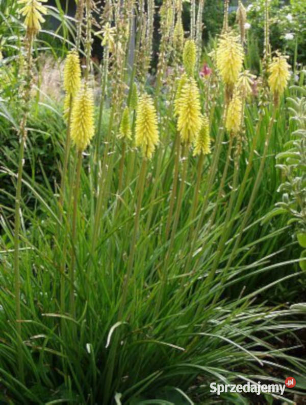 TRYTOMA CYTRYNOWA Kniphofia sadzonki w kujawsko-pomorskie Ustronie
