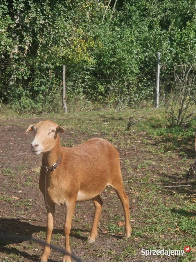 Sprzedam owieczki Parczew