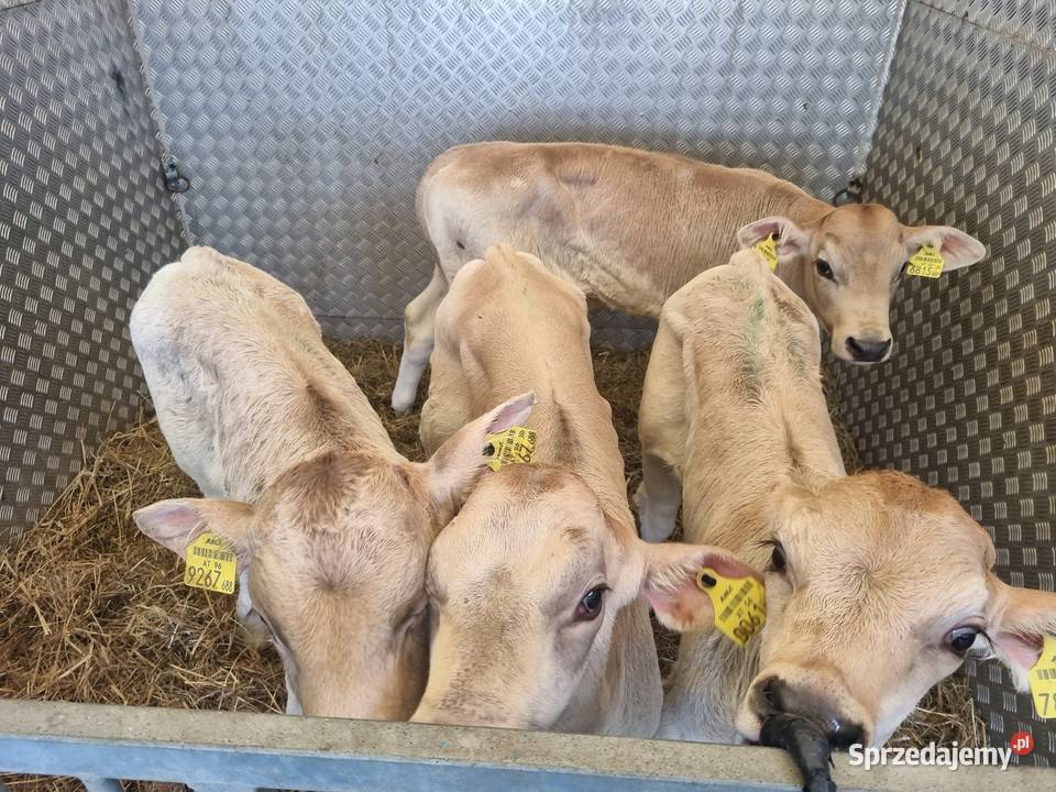 Sprzedaż cieląt mięsnych I mieszańcy Radom