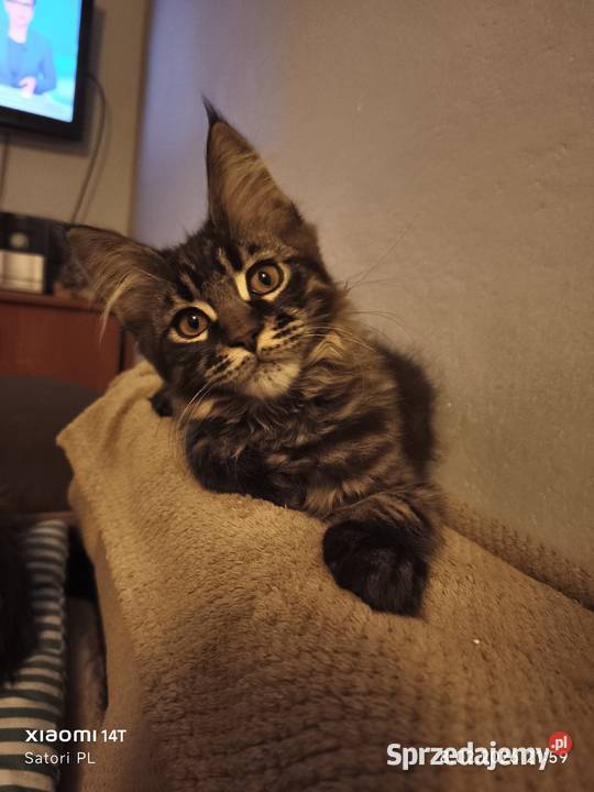 Maine Coon kocięta z rodowodem WCF