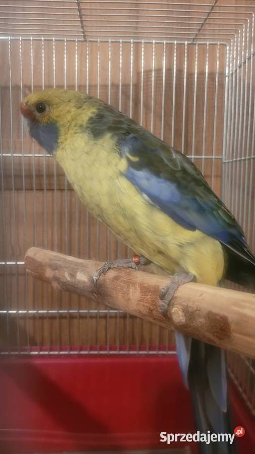 Rozella kaledońska Wieliczka