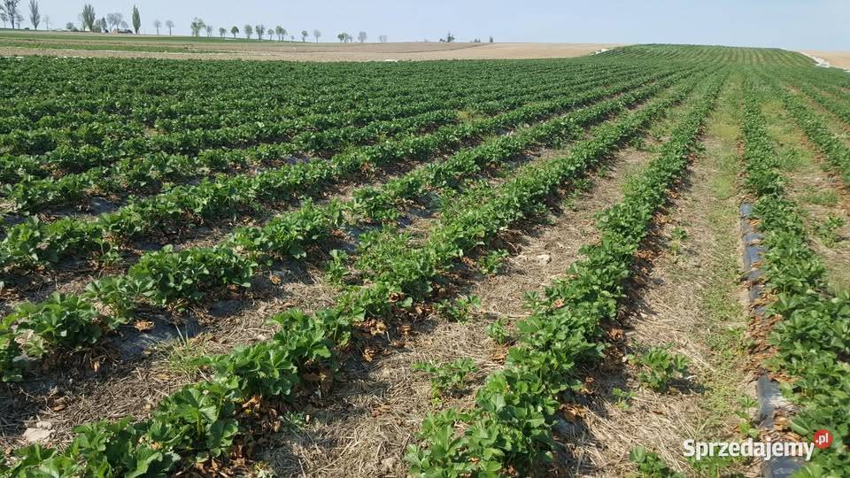 Maszyna do formowania zagonów Irzędowa Grójec